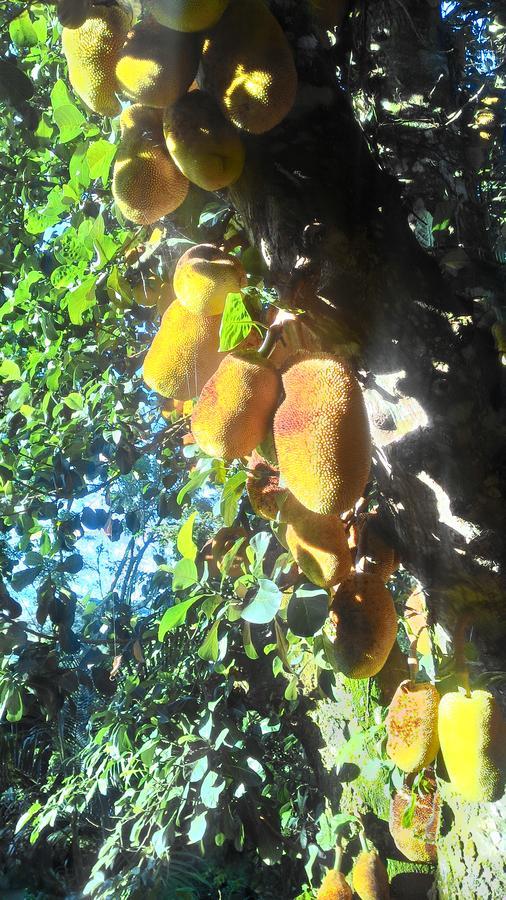 Chale Rancho Aratama Acomodação com café da manhã Jacareí Exterior foto