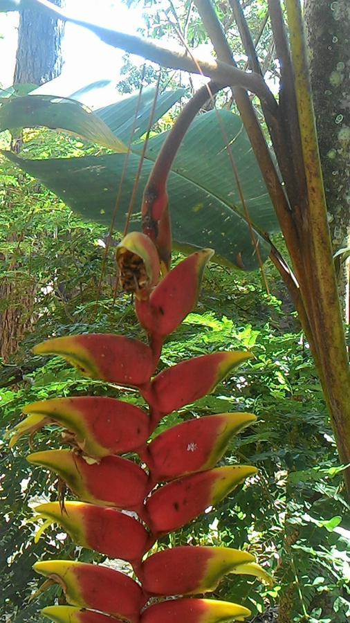 Chale Rancho Aratama Acomodação com café da manhã Jacareí Exterior foto