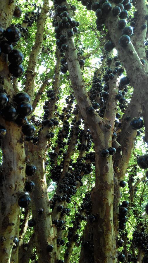 Chale Rancho Aratama Acomodação com café da manhã Jacareí Exterior foto