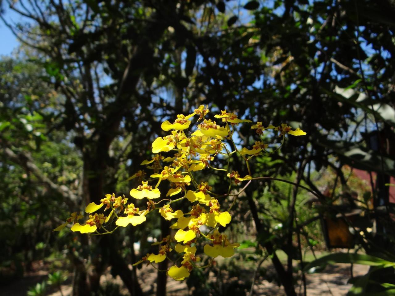 Chale Rancho Aratama Acomodação com café da manhã Jacareí Exterior foto